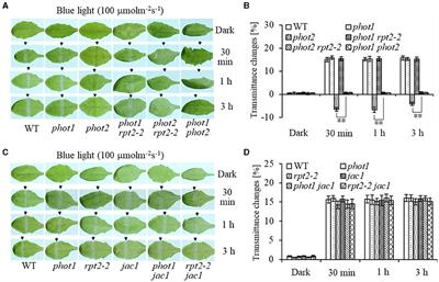 Phototropin 1 Mediates High-Intensity Blue Light-Induced Chloroplast Accumulation Response in a Root Phototropism 2-Dependent Manner in Arabidopsis phot2 Mutant Plants